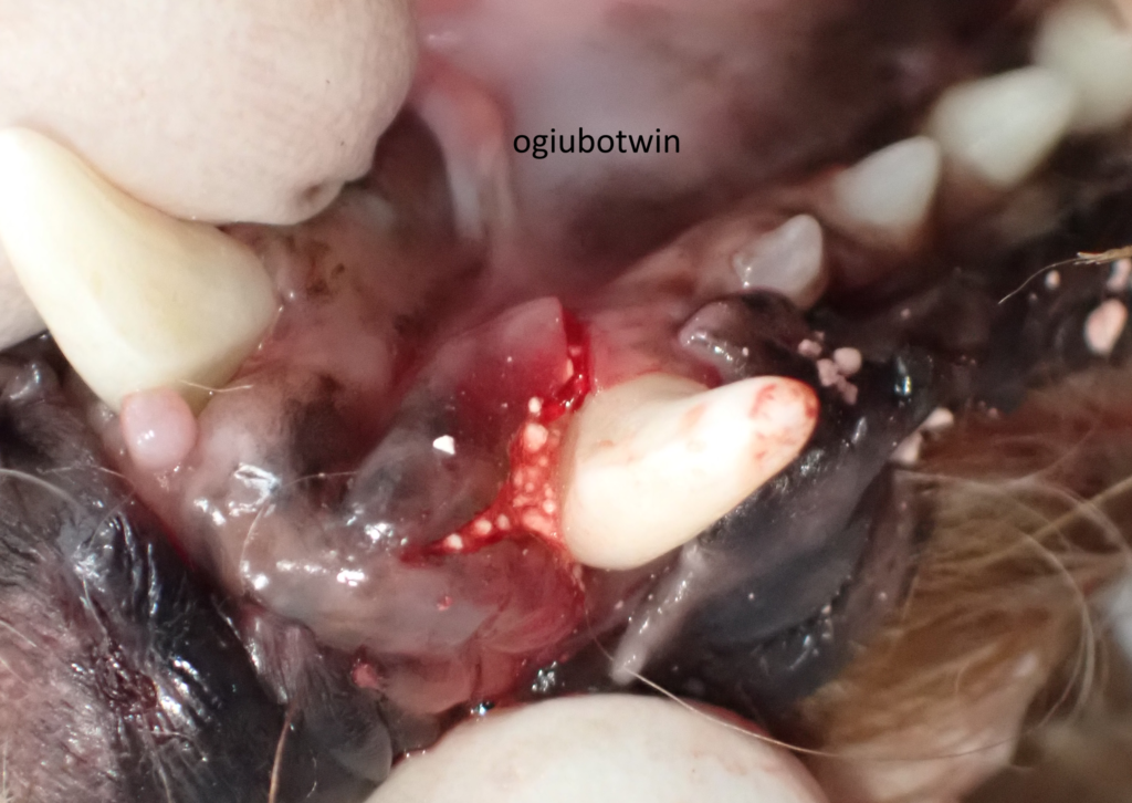 エムドゲイン　治療　犬　